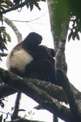 Propithecus edwardsi