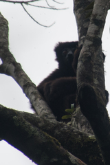 Propithecus edwardsi