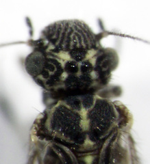Philotarsidae