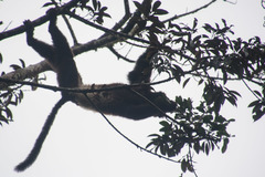 Propithecus edwardsi