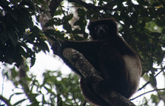 Propithecus edwardsi