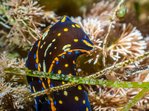 Navanax inermis