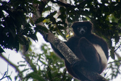 Propithecus edwardsi