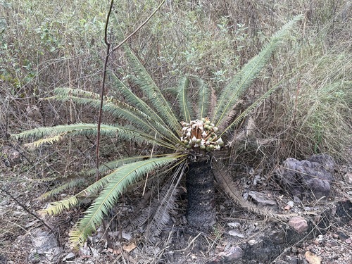 Cycad (Cycas calcicola)