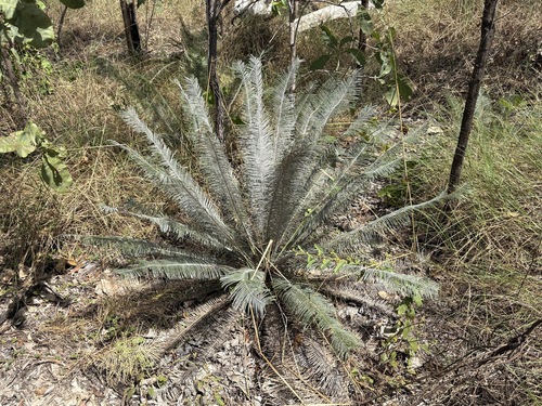 Cycad (Cycas calcicola)