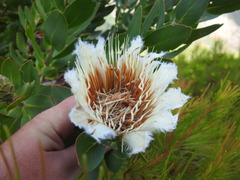 Protea lacticolor