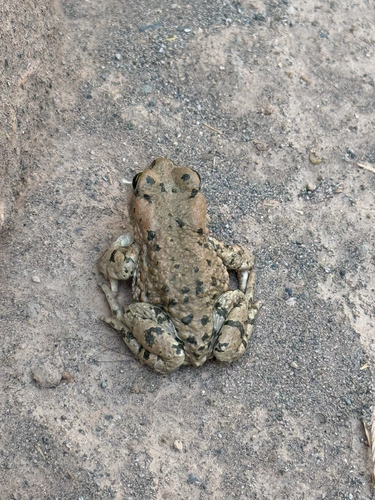 Xinjiang toad