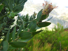 Protea lacticolor