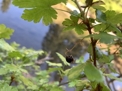 Ribes divaricatum