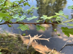 Ribes divaricatum