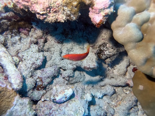 Pseudojuloides observed 2026-04-19