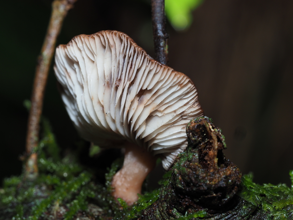 Scytinotus longinquus · April 2026 · photo: © georgecox (iNaturalist, cc0)