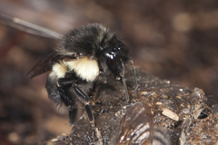 Bombus ephippiatus