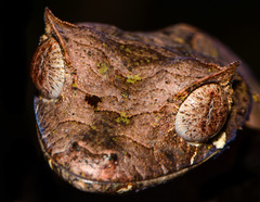 Uroplatus phantasticus