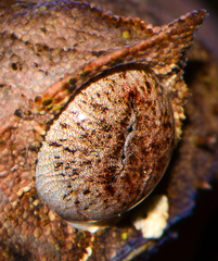 Uroplatus phantasticus