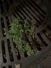 Parietaria floridana