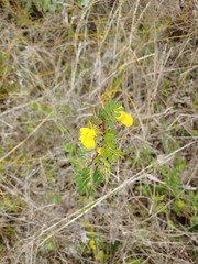 Chamaecrista lineata