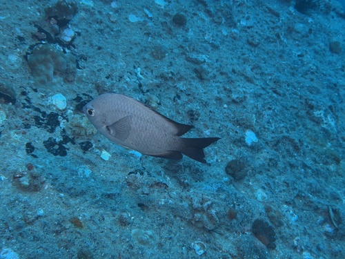 Chromis verater, 2026-04-19