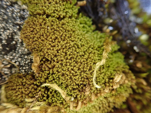 Grimmia torquata observed 2025-06-05