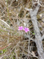 Buchnera floridana