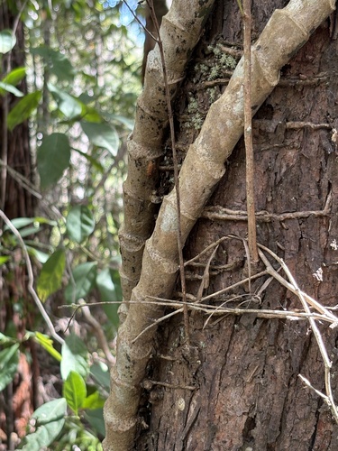Epipremnum amplissimum, photograph 4