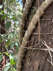 Epipremnum amplissimum, photograph (c) Thomas Mesaglio, some rights reserved (CC BY)