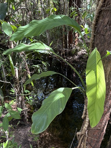 Epipremnum amplissimum, photograph 5