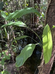 Epipremnum amplissimum, photograph (c) Thomas Mesaglio, some rights reserved (CC BY)