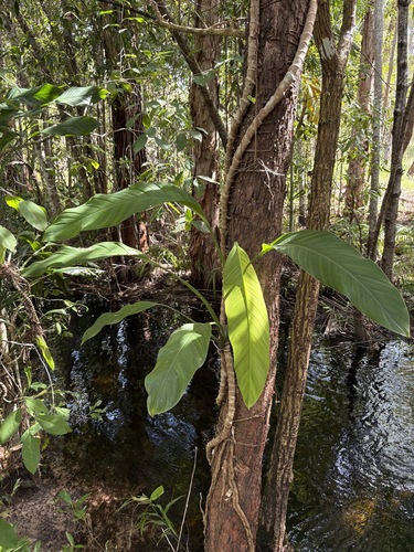 Epipremnum amplissimum (Epipremnum amplissimum)