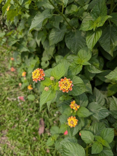 common lantana