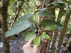 (c) Thomas Mesaglio, some rights reserved (CC BY) Calophyllum soulattri, photograph (c) Thomas Mesaglio, some rights reserved (CC BY)