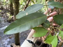 Calophyllum soulattri