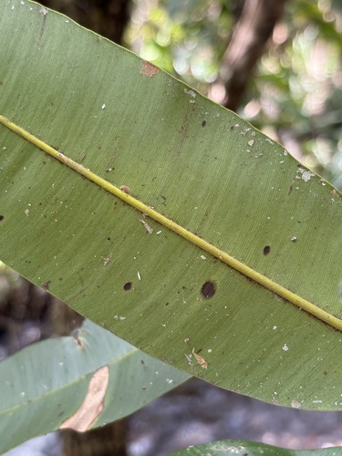 Calophyllum soulattri, photograph 2