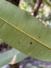 (c) Thomas Mesaglio, some rights reserved (CC BY) Calophyllum soulattri, photograph (c) Thomas Mesaglio, some rights reserved (CC BY)