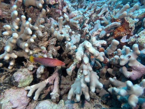 Pseudocheilinus octotaenia, 2026-04-19