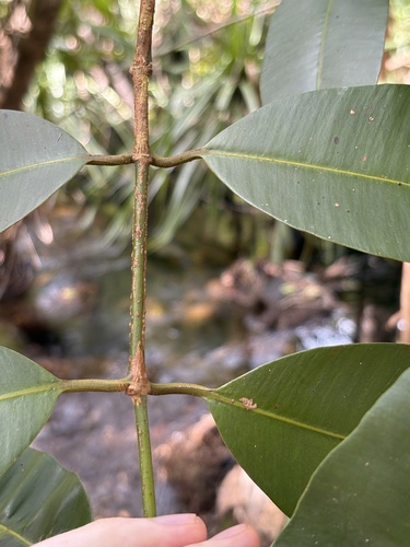Calophyllum soulattri, photograph 3
