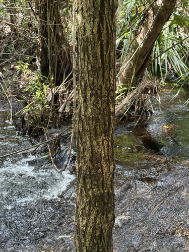 Calophyllum soulattri, photograph 4