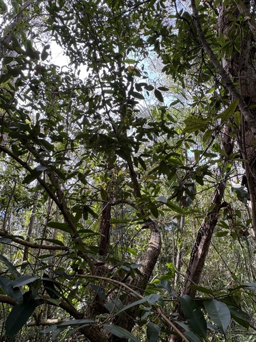 Calophyllum soulattri, photograph 5