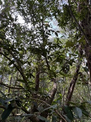 (c) Thomas Mesaglio, some rights reserved (CC BY) Calophyllum soulattri, photograph (c) Thomas Mesaglio, some rights reserved (CC BY)