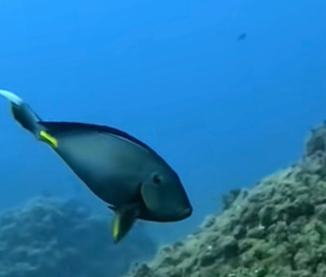 Acanthurus monroviae
