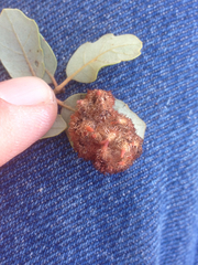 Andricus crystallinus