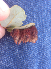 Andricus crystallinus