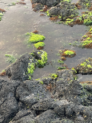 Ulva lactuca observed 2026-04-19