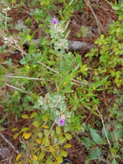 Lepidaploa arbuscula