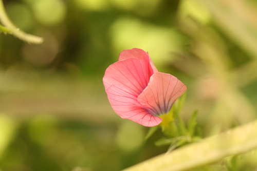 Linum pubescens, photograph 3
