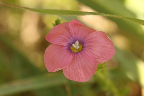 Linum pubescens, photograph 4