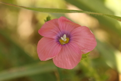 Linum pubescens, photograph (c) Chaym Turak, some rights reserved (CC BY-SA)