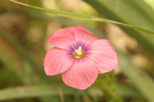 Linum pubescens, photograph 2