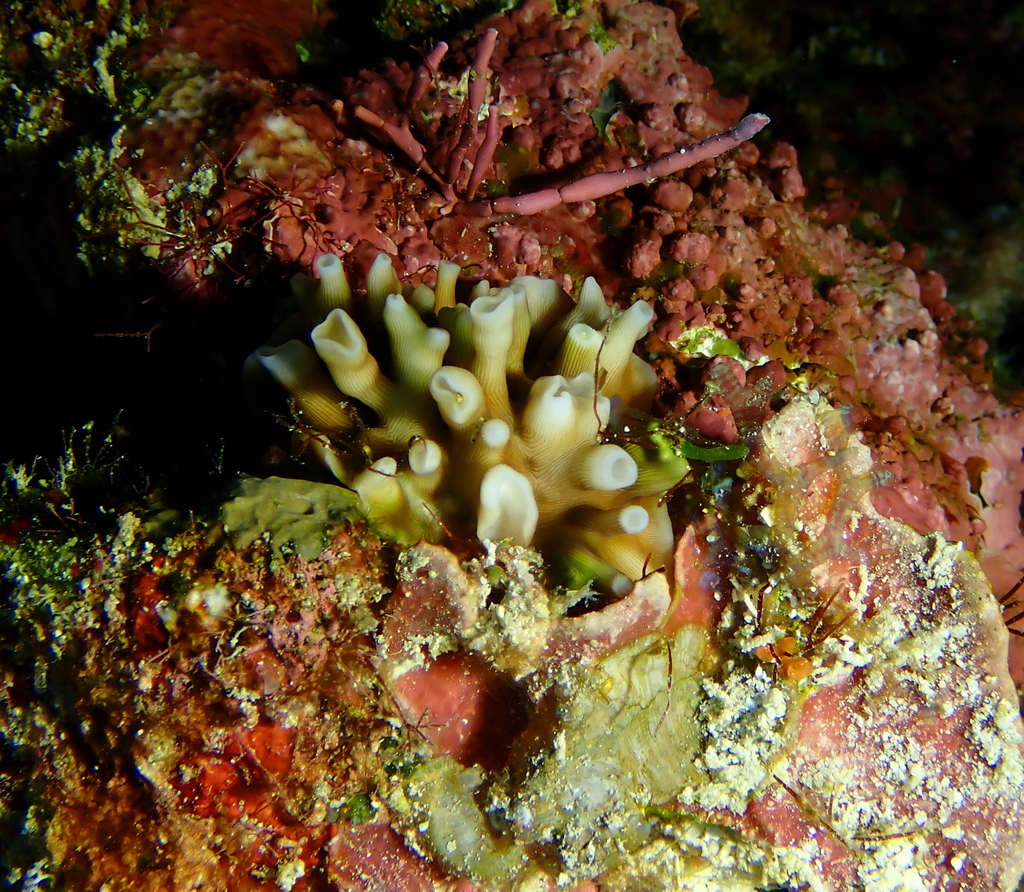 porcelain coral