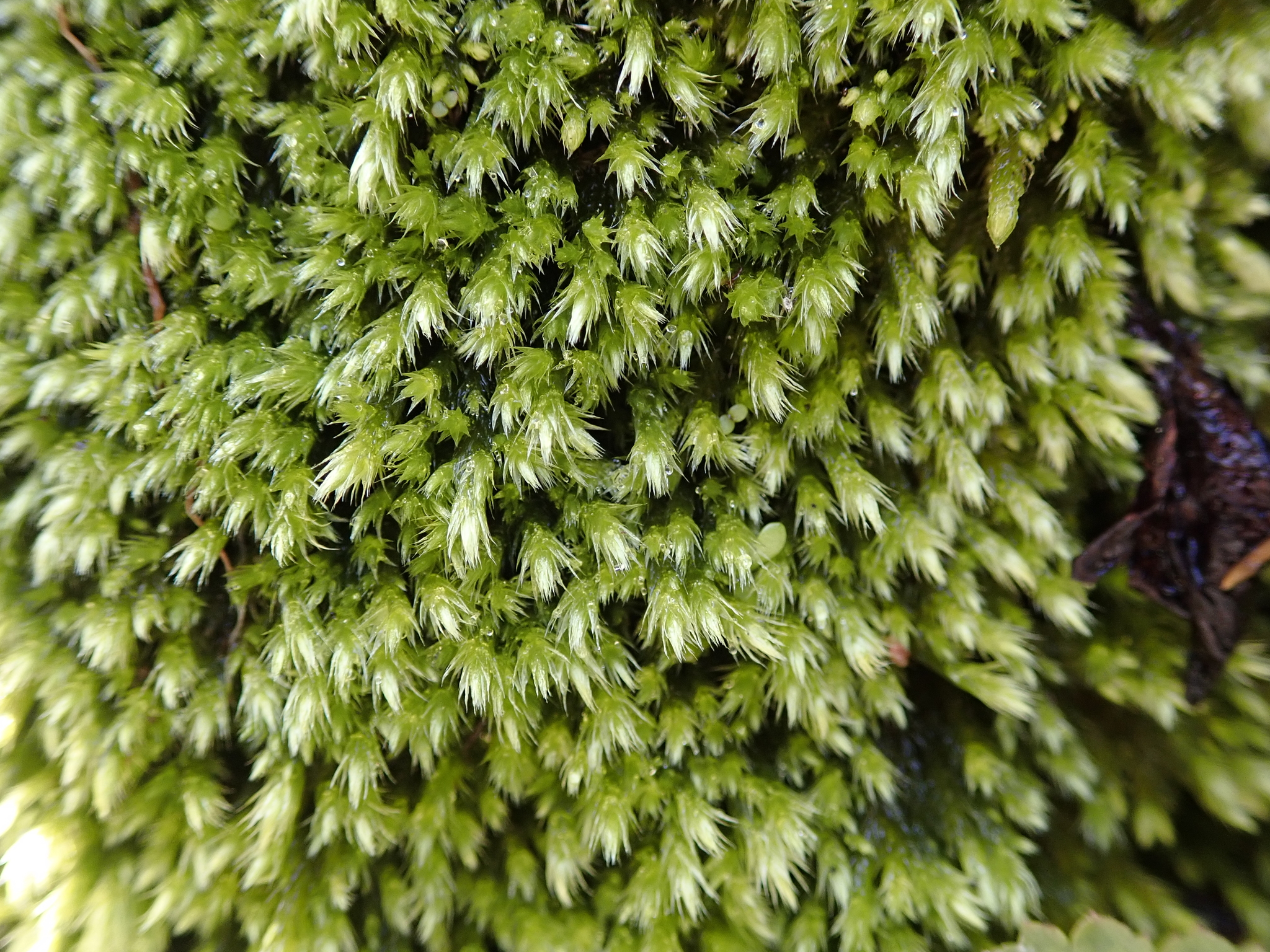 Homalothecium californicum